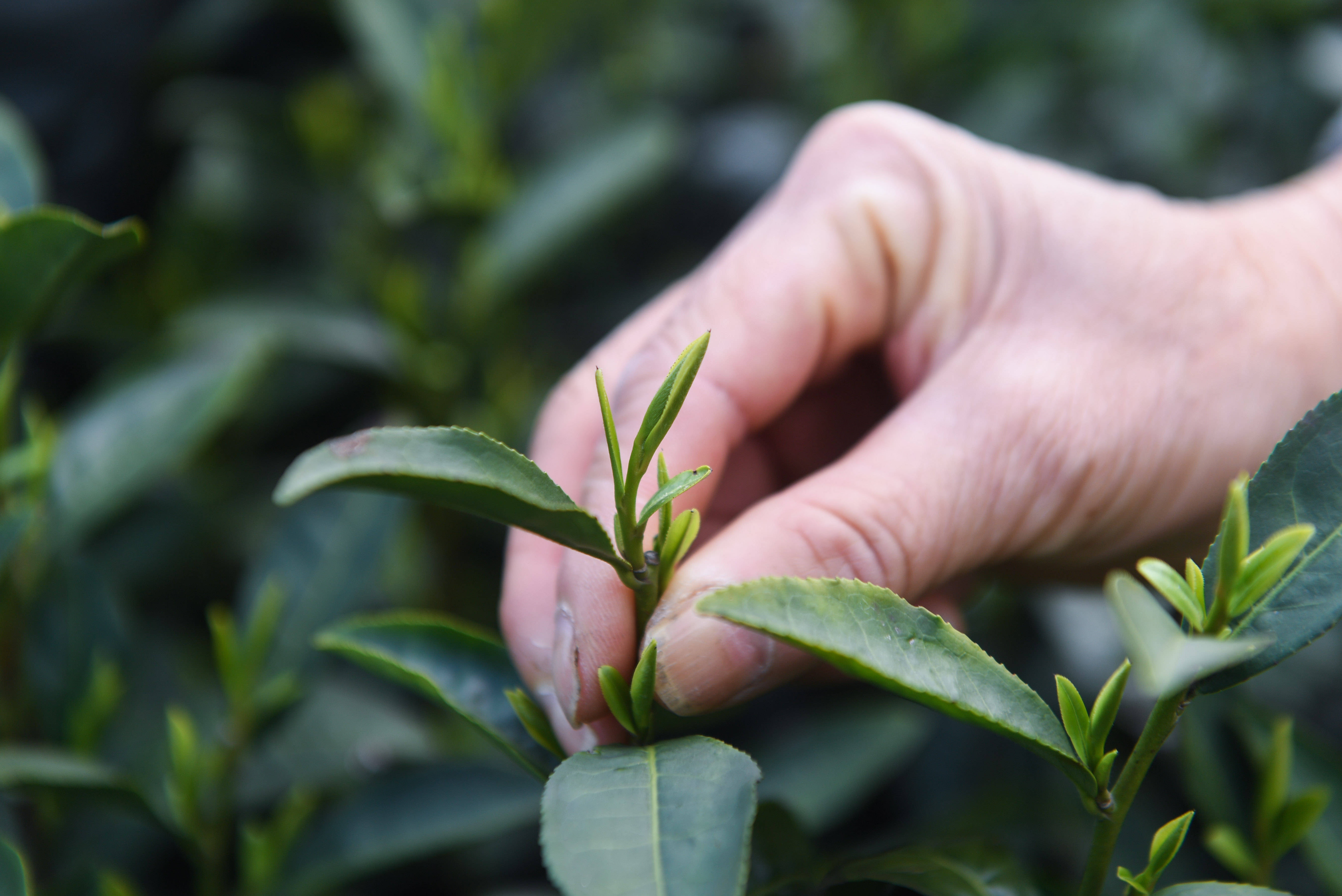 西湖龙井正式开采