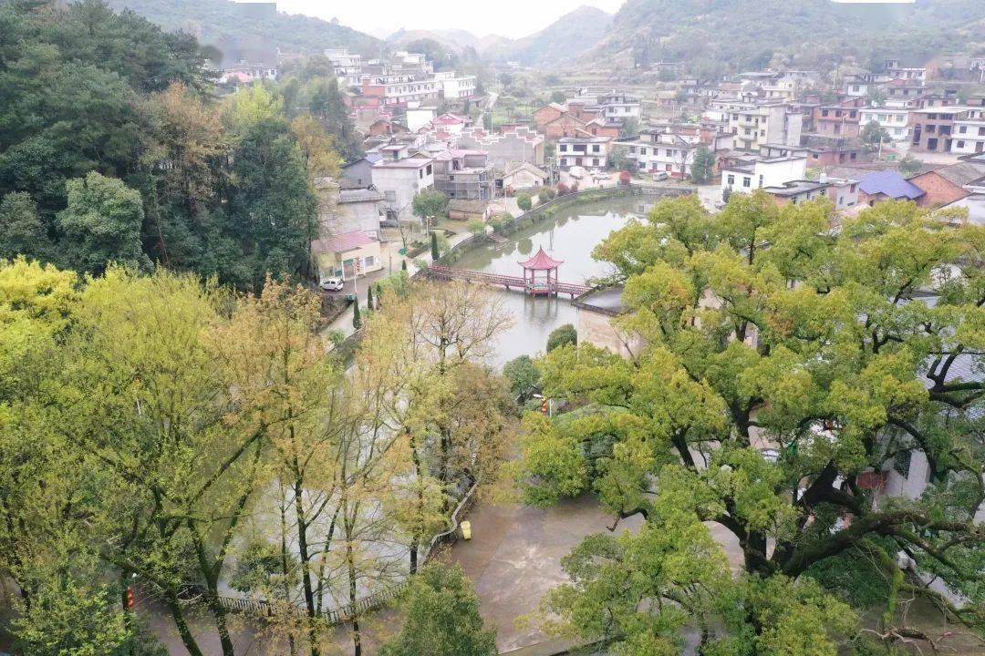 走进宜春市袁州区天台镇密石村 像是进入了天然氧吧 四处古木参天