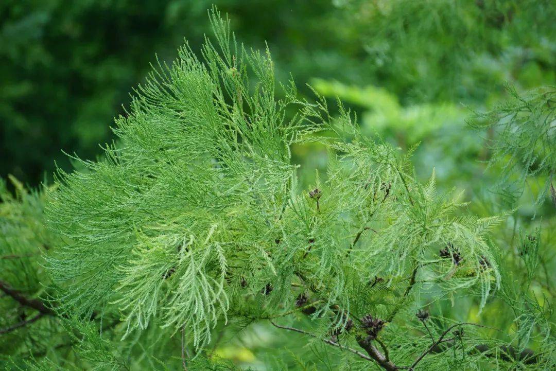 上海植物园将推出走近华东地区珍稀濒危植物专栏