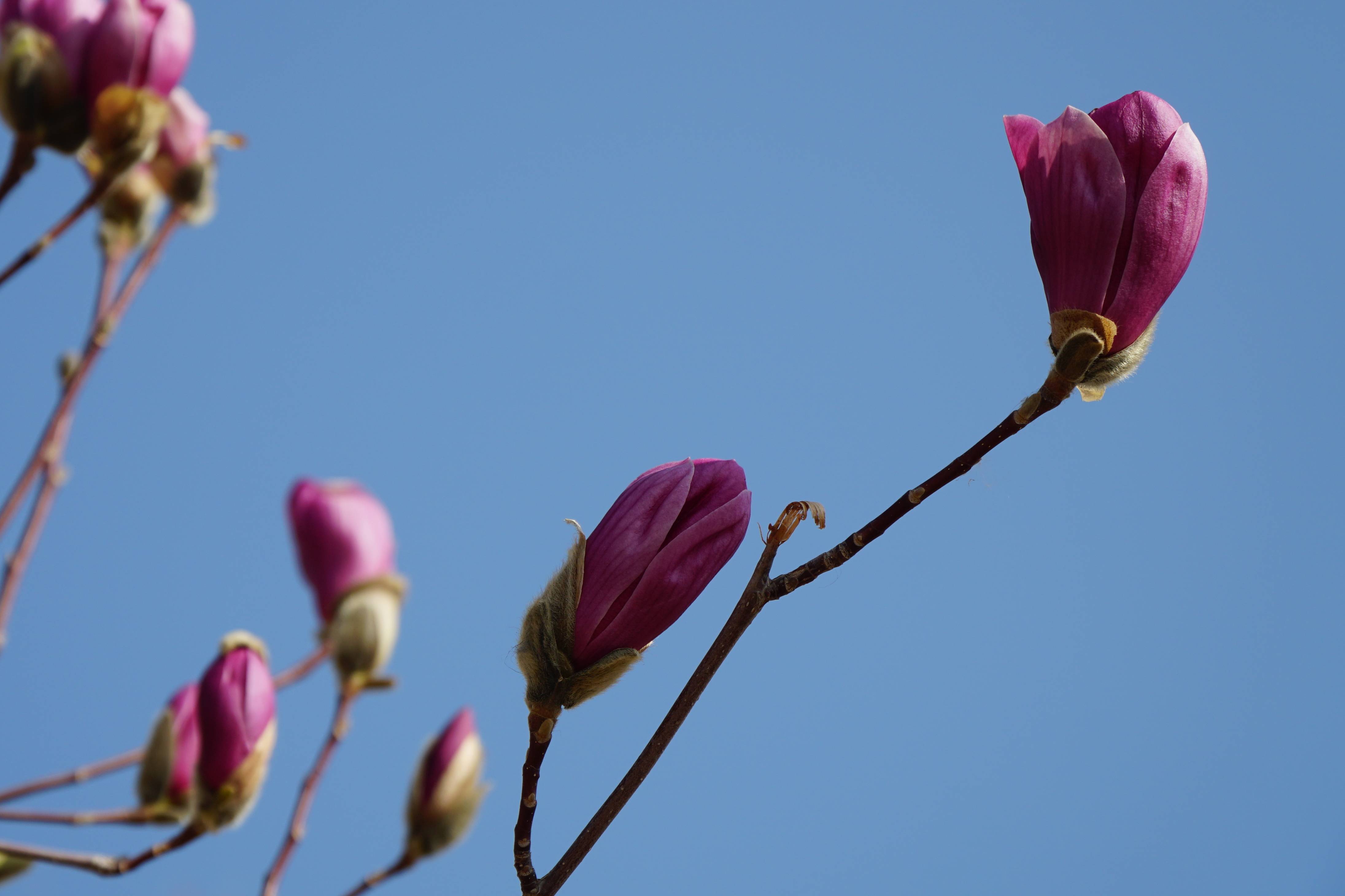 （图）3月赏玉兰花，就在银川唐徕玉兰园