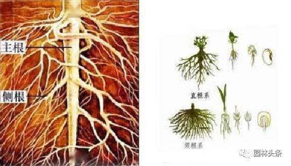 最详细的『植物根部』知识普及!_直根