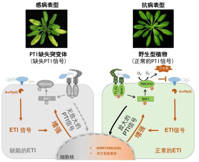 免疫|再获重要进展！85后中科院团队揭示植物免疫系统如何协同御敌