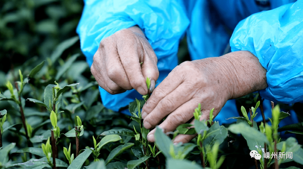 据中茶所嵊州茶叶综合实验基地副主任章剑扬介绍,目前开采的茶叶是