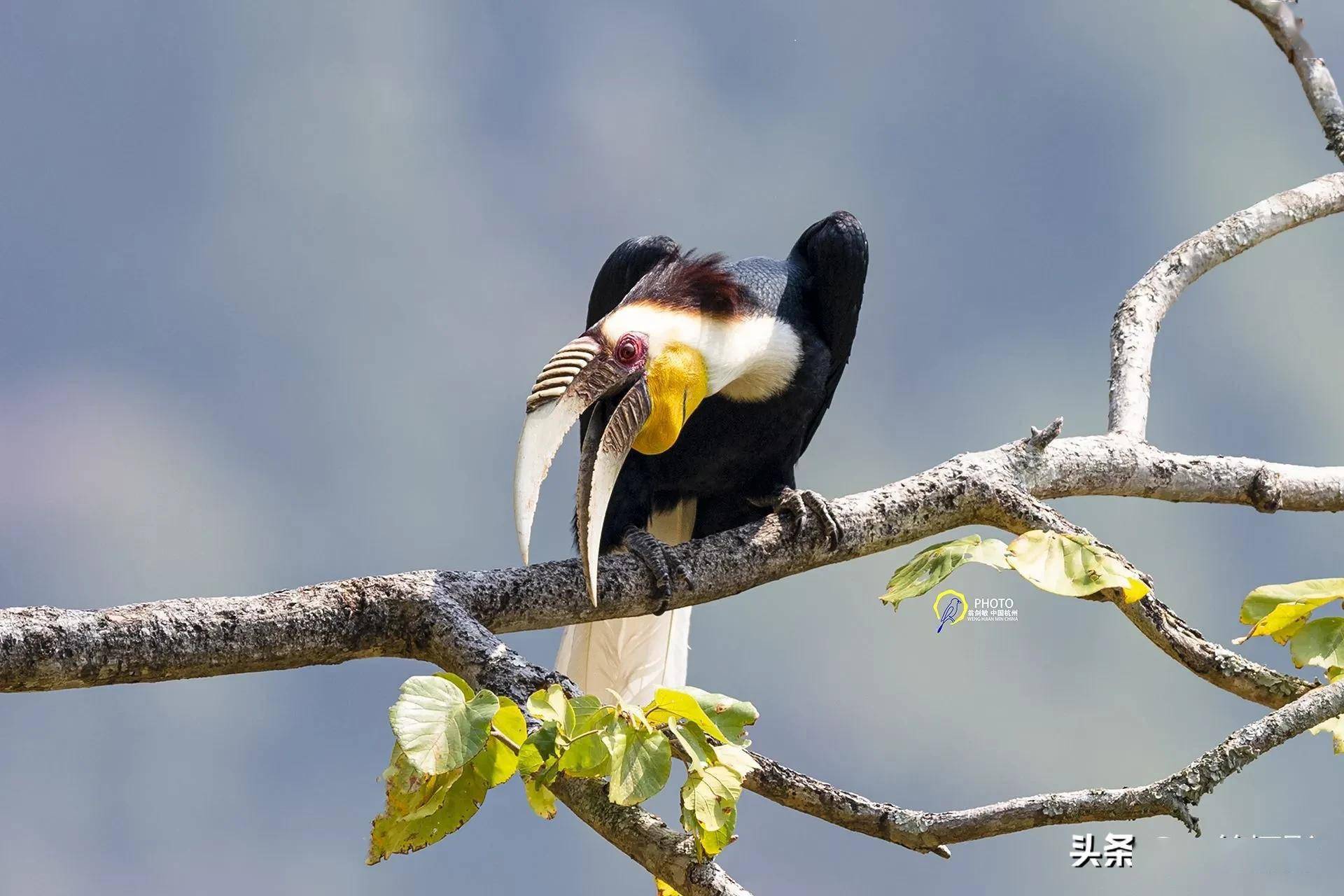 中国犀鸟谷三种珍贵犀鸟杭州翁剑敏摄影