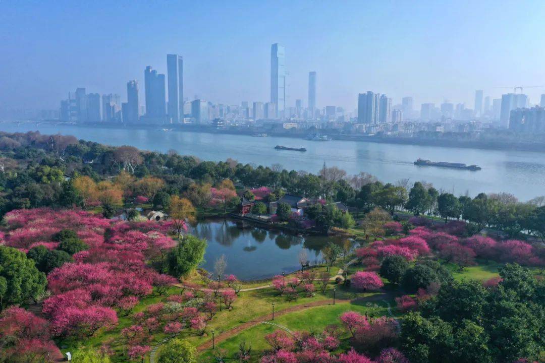 【植树节】不仅要植树还要护树——欢迎认植景区树木_长沙