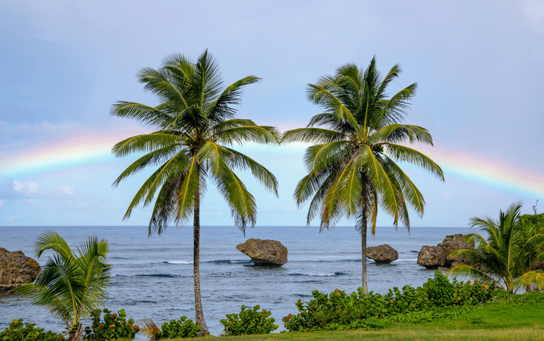 海南椰子树壁纸图片