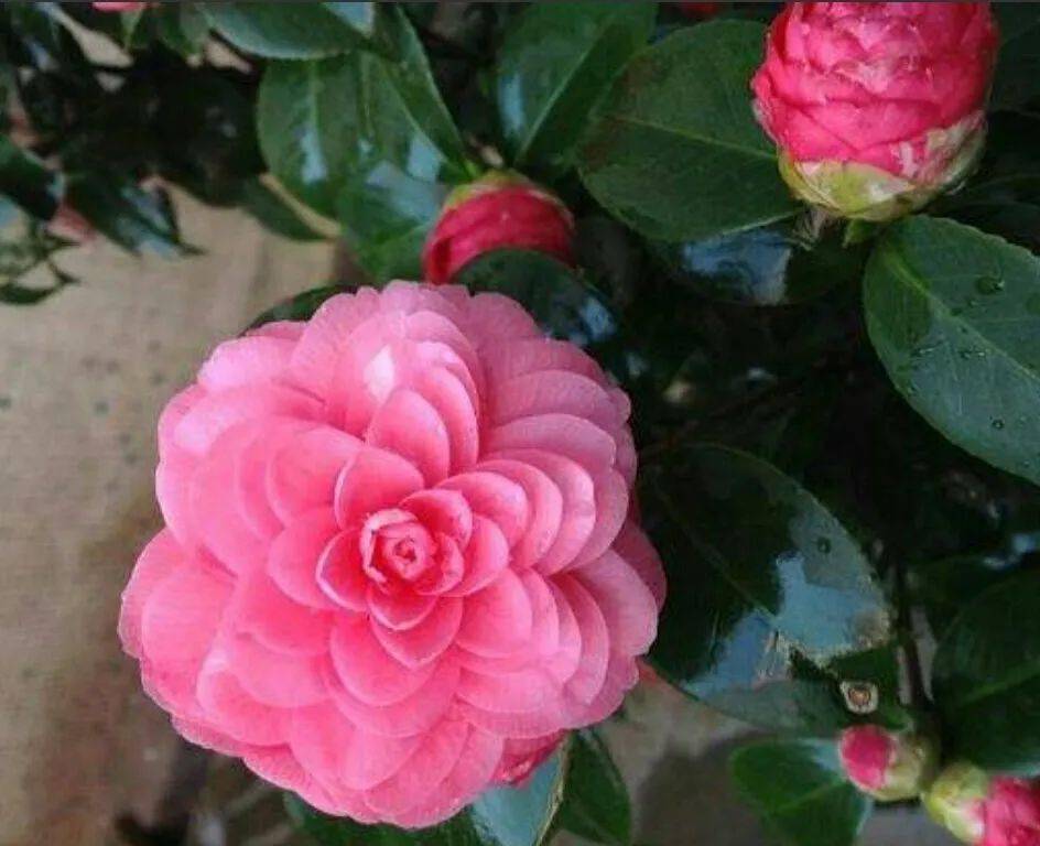 茶花珍品十八学士日常养护管理