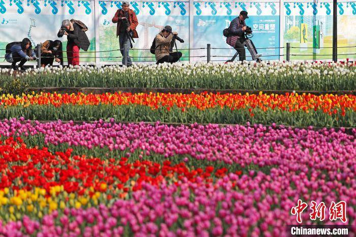 上海：民众户外赏花感受生活
