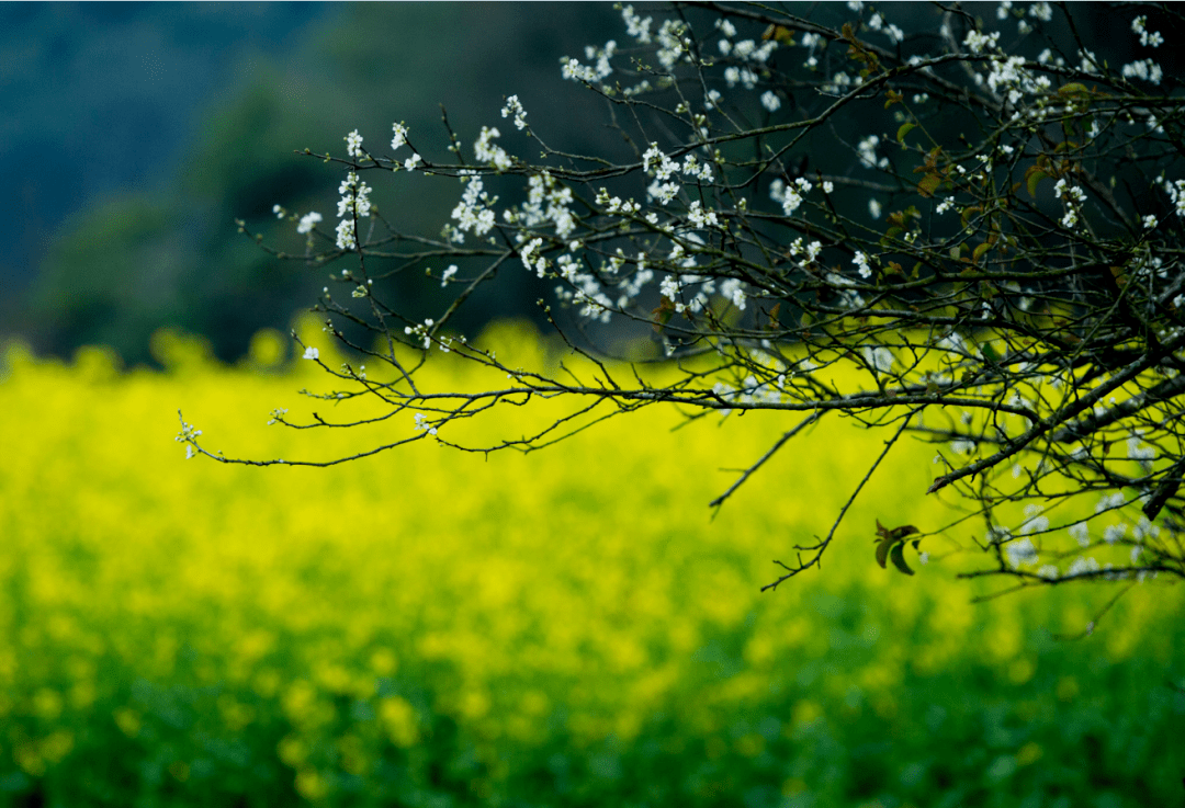 地理君的赏花地图,湖南最美的春天都在这里