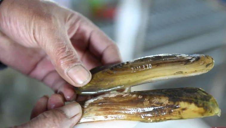 阜南这里的蚬子,上桌了!