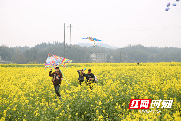 桃江三堂街镇举办第二届花海风筝节
