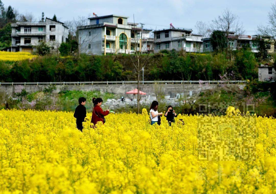 让人陶醉阵阵花香扑面而来走进田园形成一片片金色的海洋油菜花给谭