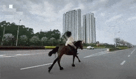 在城市道路上一路狂奔骑着一匹精壮的骏马脚穿长筒靴,戴着墨镜一名