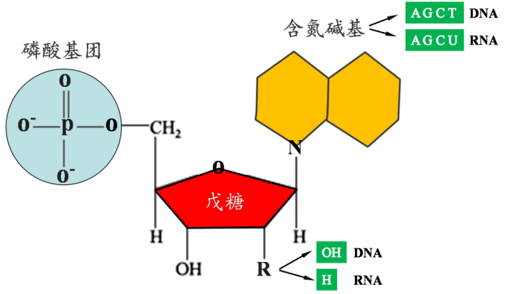 核酸也称多聚核苷酸,是由多个核苷酸聚合而成的生物大分子,包括脱氧