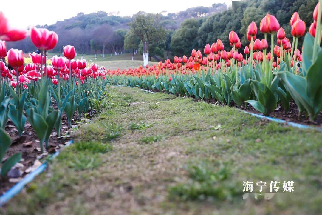一起去赏花吧!海宁这里绝美郁金香花海已盛开