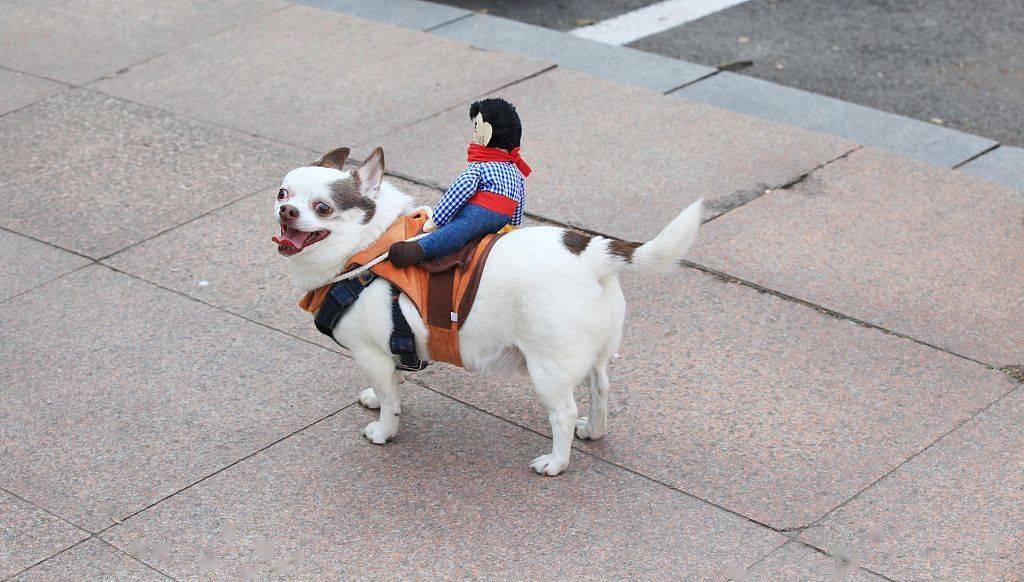 南京:"小人"骑狗逛校园引关注