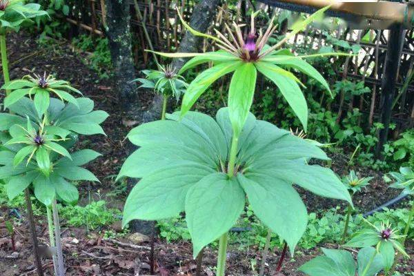 重楼:云南白药里就有它