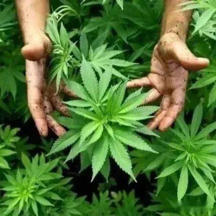 大麻罂粟毒品原植物,就是用来提炼,加工成鸦片,海洛因,吗啡等麻醉品和