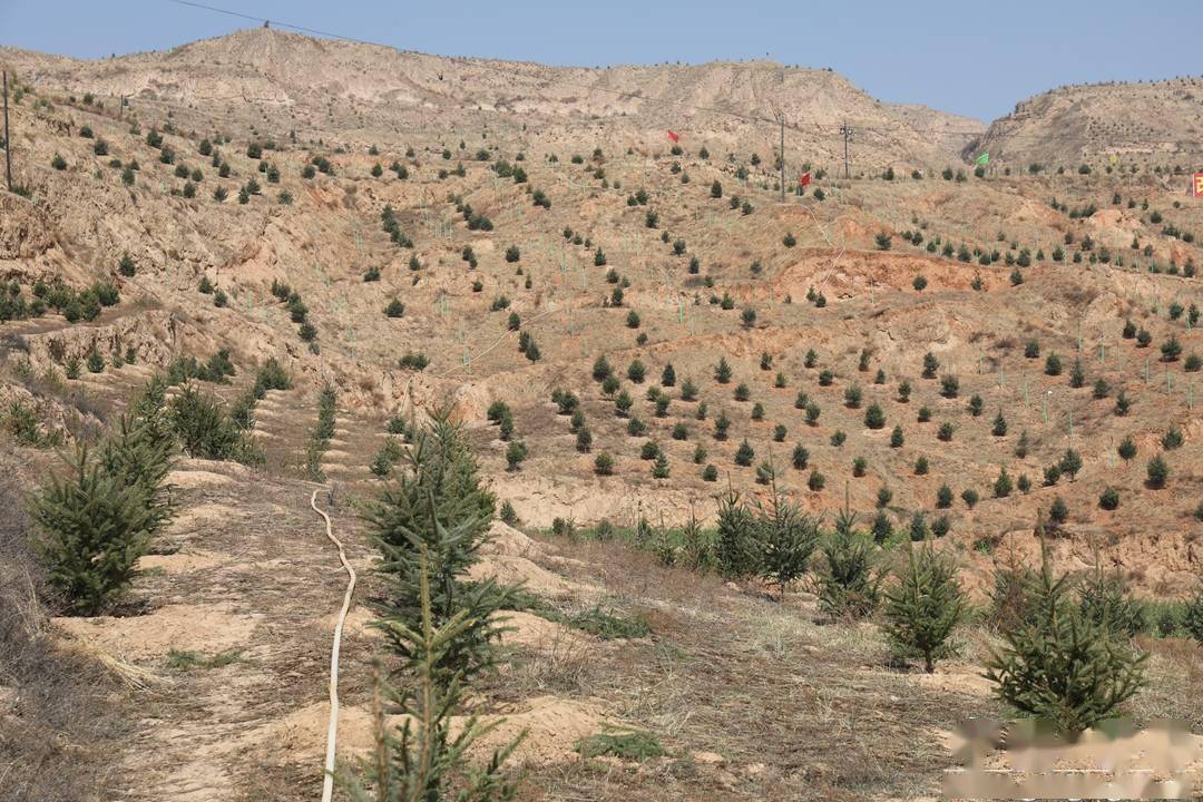 甘谷县:推进植树造林 筑牢绿色生态屏障