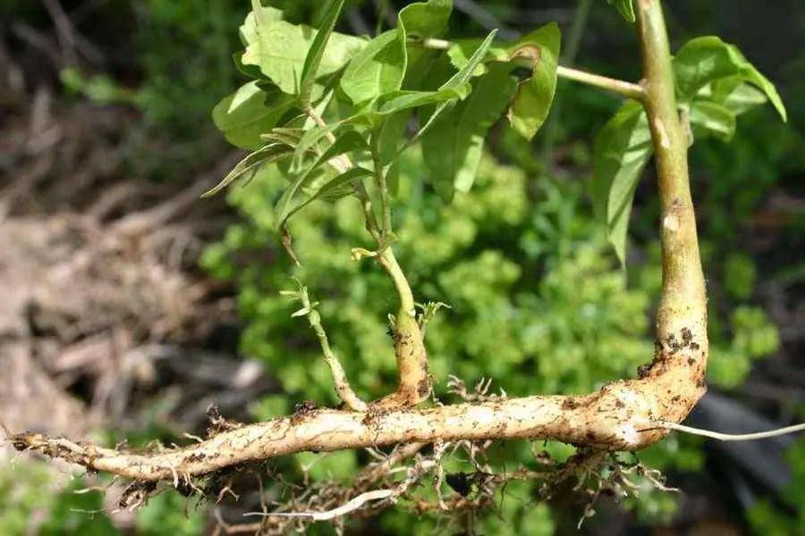 除了用种子有性生殖外,臭椿还能利用根系克隆自己,这种能力在生物学中