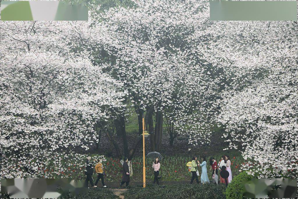 湖南省植物园樱花盛开如“春雪”