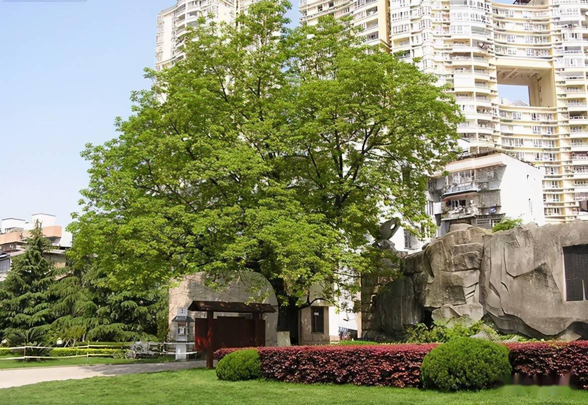 庭院景观树种推荐(含果树)