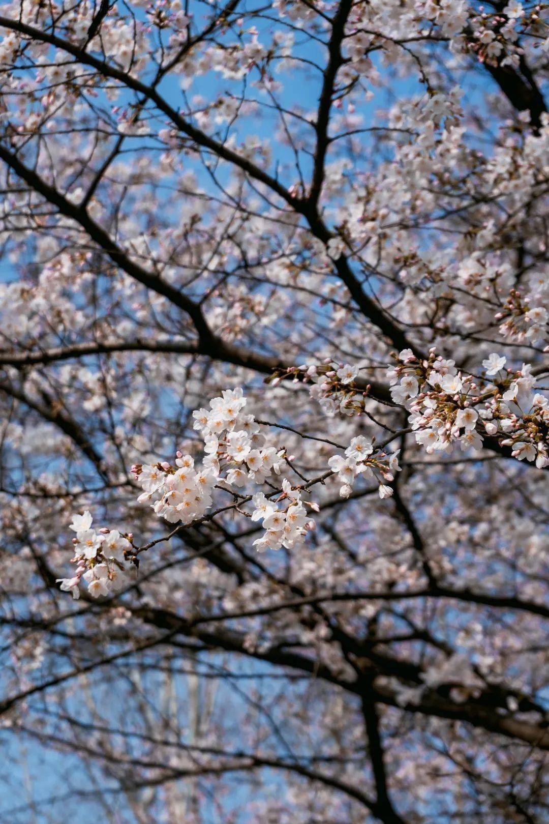 金陵胜境,"樱"为东大!_樱花