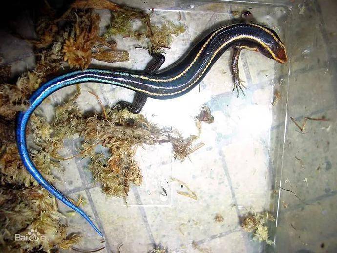 诡异杭州山林惊现四脚怪金色条纹蓝尾巴身上布满鳞