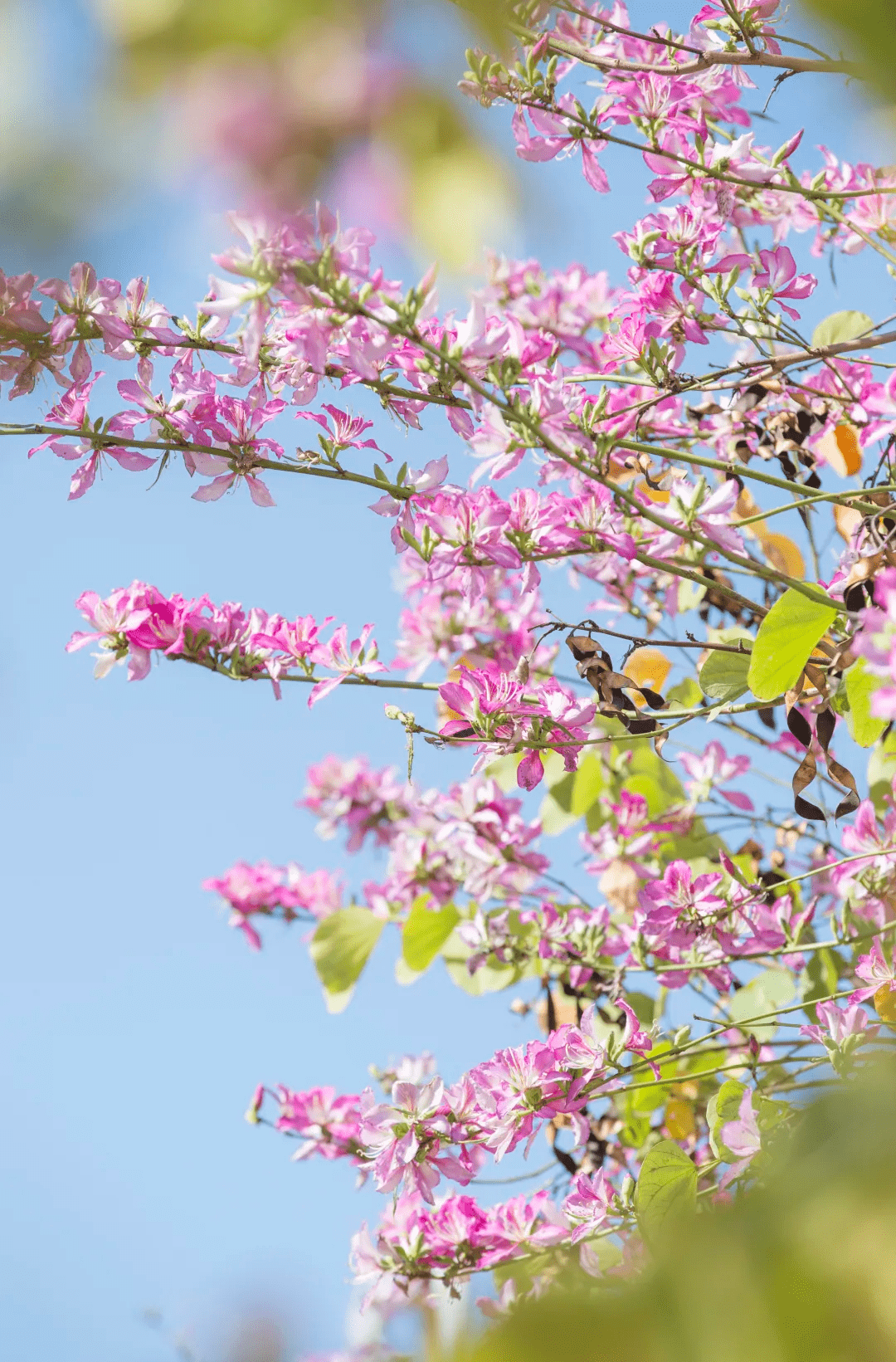 宫粉紫荆上线西昌春天气氛组好一幅靓丽的城市生态画卷