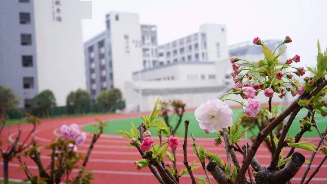 湖南师范大学附属高阳学校：春日花盛开，静待少年来