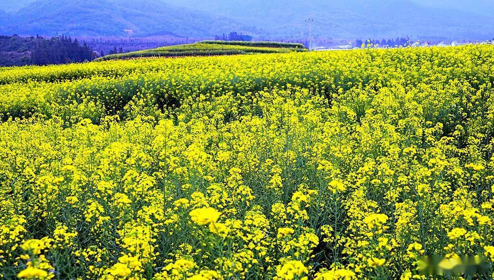 美丽临沧相约博尚花海