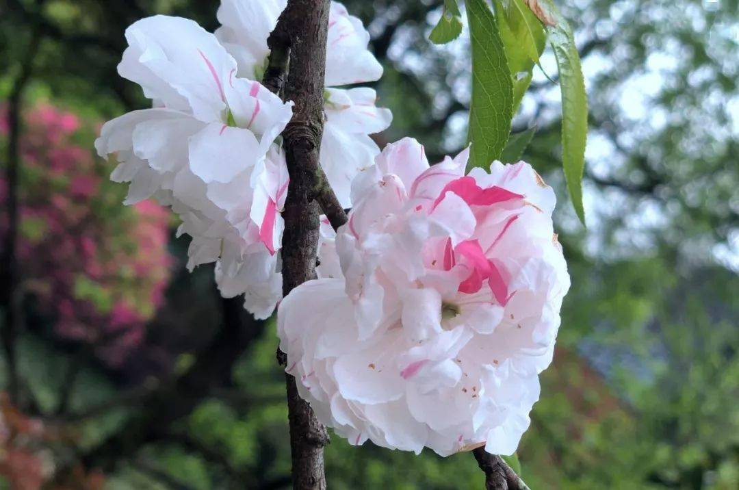 get這幾個小知識教你區分梅花桃花櫻花杏花梨花