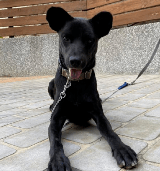 看到它圆圆的大耳朵主人十分惊讶:这也太可爱了吧!