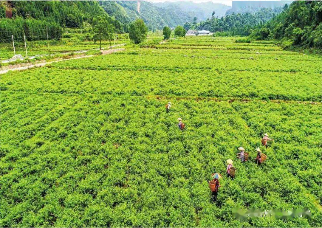 永顺莓茶种植基地吉首隘囗茶园保靖黄金茶生态有机示范基地花垣县雅酉