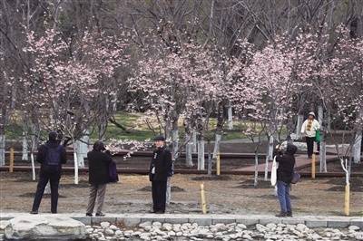 北京市属公园赏花季开启 花期持续至5月下旬