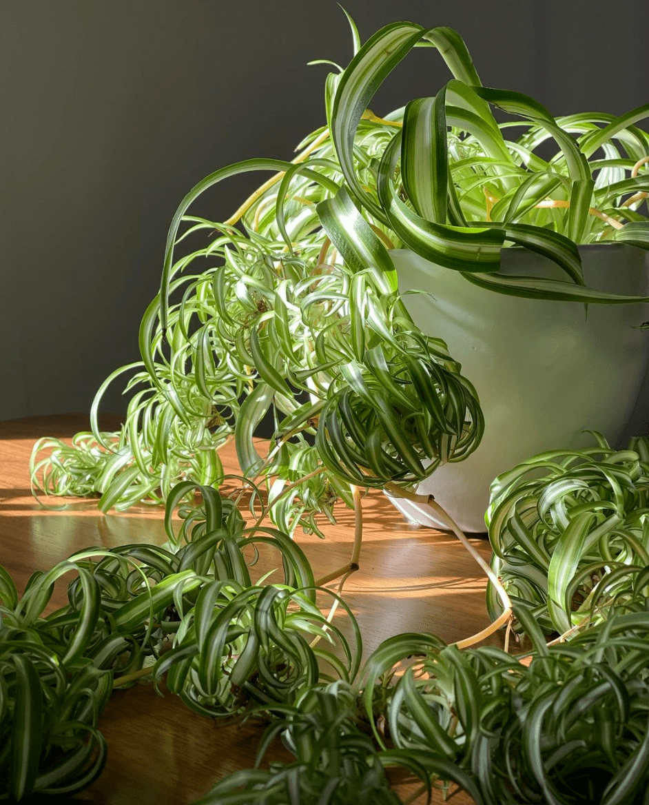 春天了该聊聊万能软装单品绿植了一起来看看2021新晋网红植物都是谁