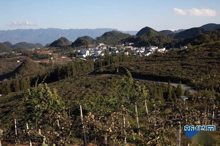 保护生物多样性丨身在心不移他们种下云岭一片绿