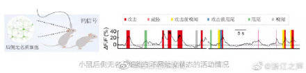 虞燕|浙大团队最新发现：你的“愤怒”与“攻击”都和这个有关！