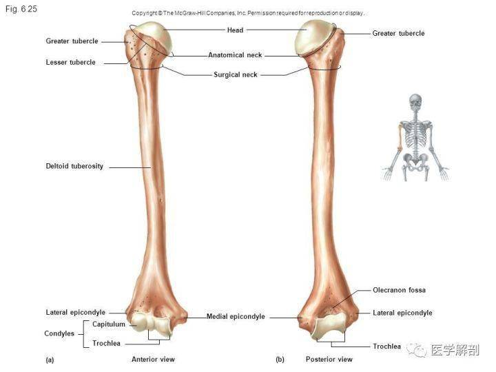 肱骨外科颈与解剖颈图片