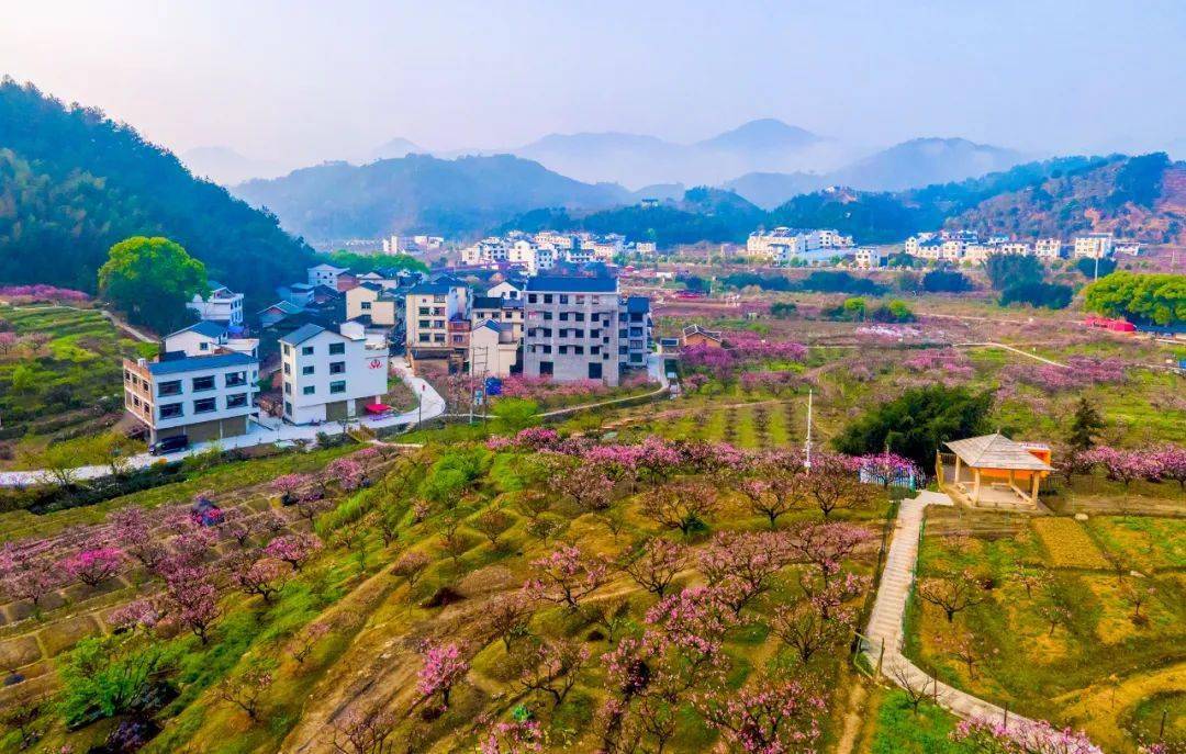 来了花期在穆云畲族乡各地的山野间穆云虎头村又到赏花好时节一芯五瓣