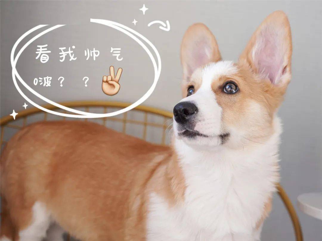 家有萌犬 请收下这份不可错过的好物list 芒果