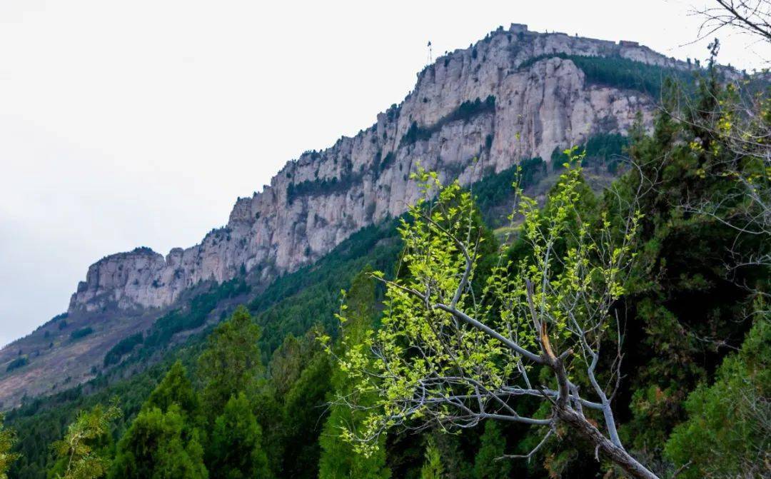 馬山連綿成一條線,成行的松柏像是一條嵌在巖壁上的綠帶,與山坡上