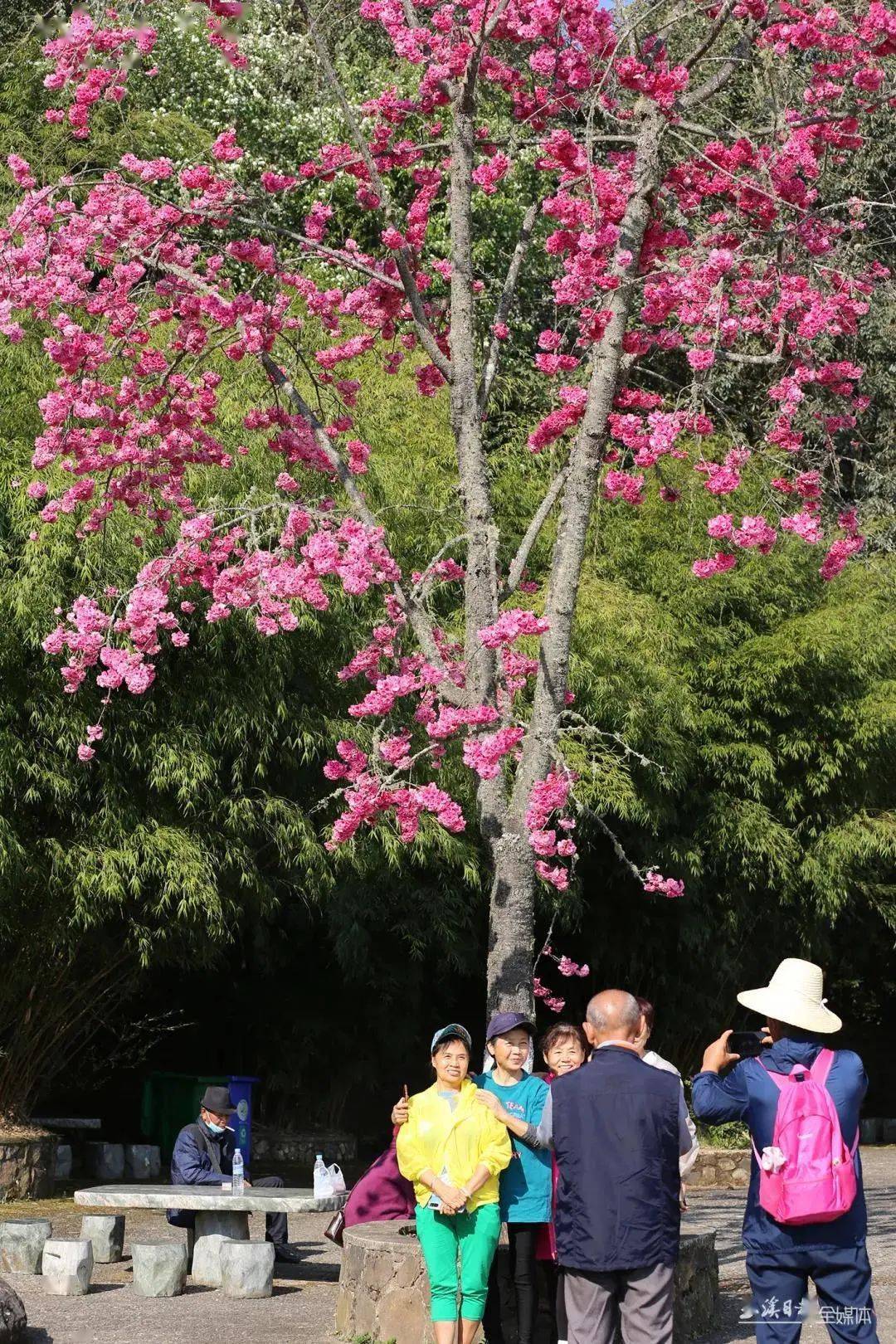 作為國內規模較大的櫻花觀賞地,磨盤山櫻花引得遊人如織,不負