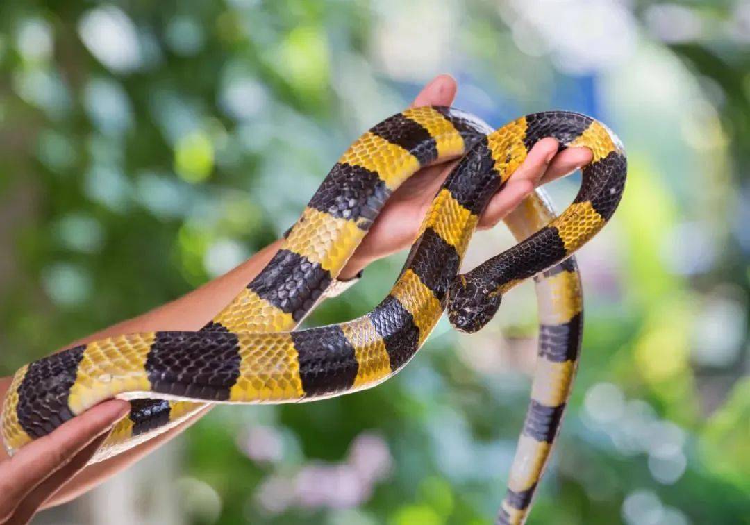 蛇是什么颜色 f378c61f1880436f9b3530571f2b1cc1.jpeg