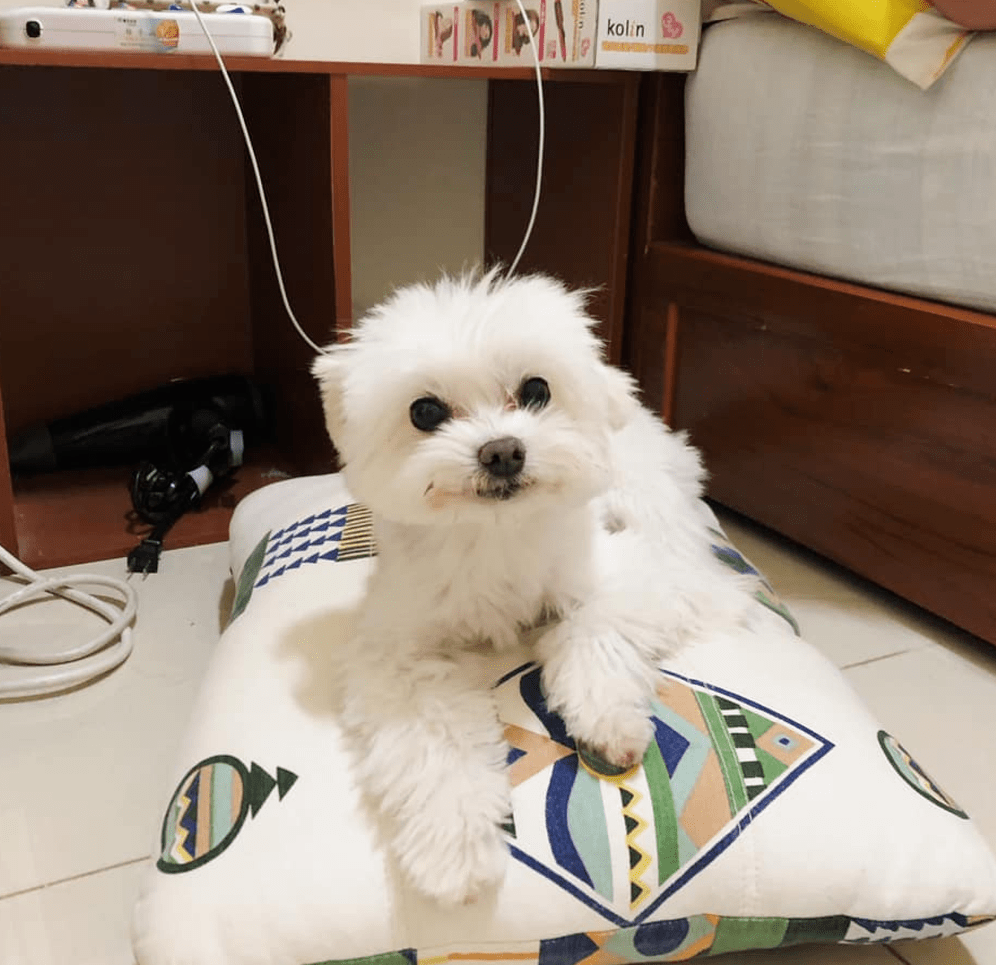 暖哭！主人怀孕睡觉时不舒服，狗狗看见后竟做出这样的举动……_Andy