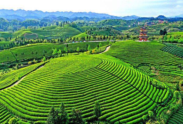 贵州遵义启动茶旅融合系列主题活动