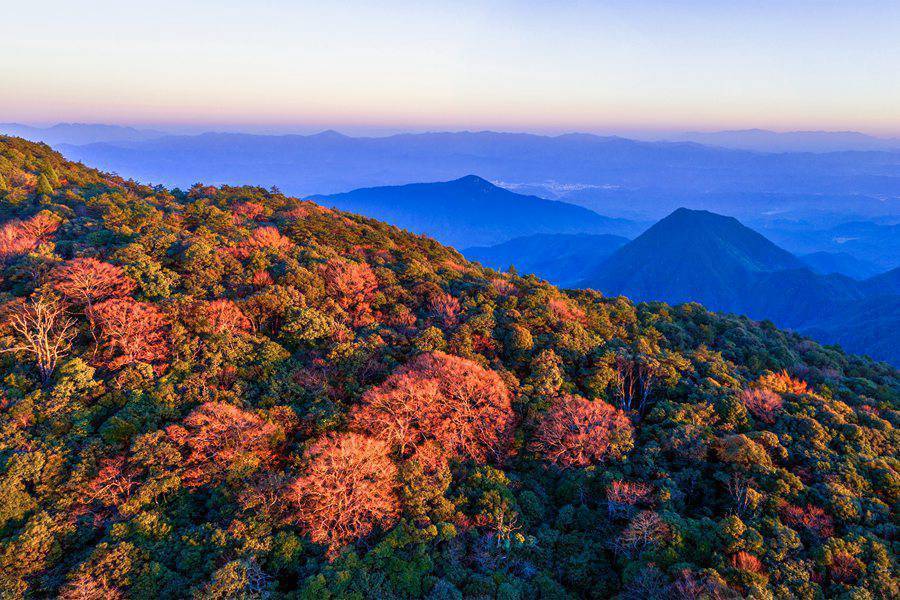 国际森林日,领略"中国最绿"省份之美