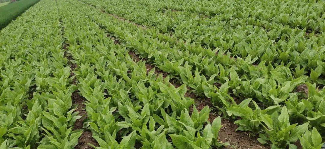 春游江淮请您来中国苔干之乡春雨潇潇贡菜翠绿