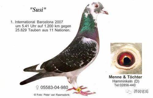 德国海勒·布卡德鸽舍,维多利亚Ⅱ"的血脉与1999年巴赛隆纳国际赛季军