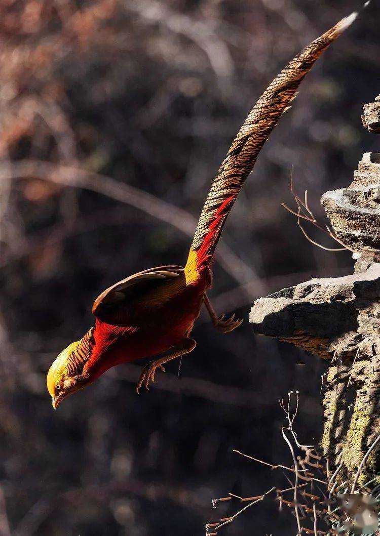深山彩凤红腹锦鸡